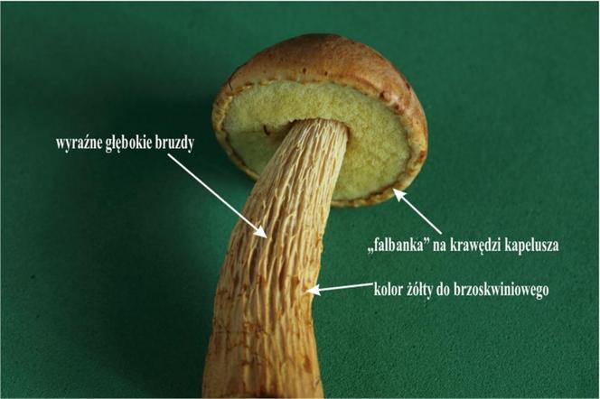 Borowik amerykański - opis, wygląd