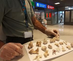  Przemyt koralowców na lotnisku w Jasionce