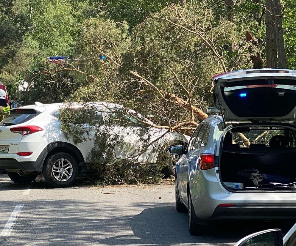 Drzewo spadło na auto na Helu