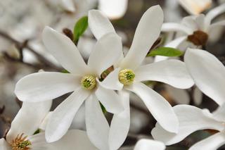 Magnolia gwiazdzista