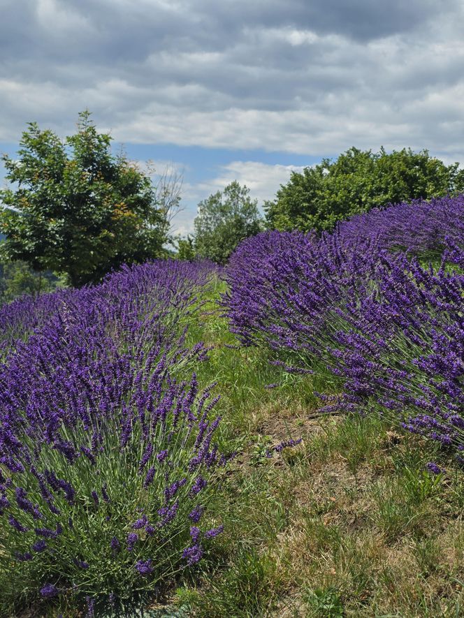 Najwyżej położona w Polsce plantacja lawendy znajduje się w Szczawnicy