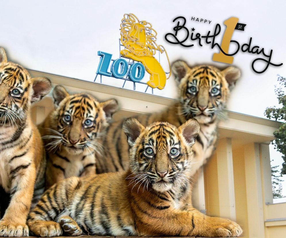 Zoo Wrocław świętuje pierwsze urodziny małych tygrysków. To czworaczki 
