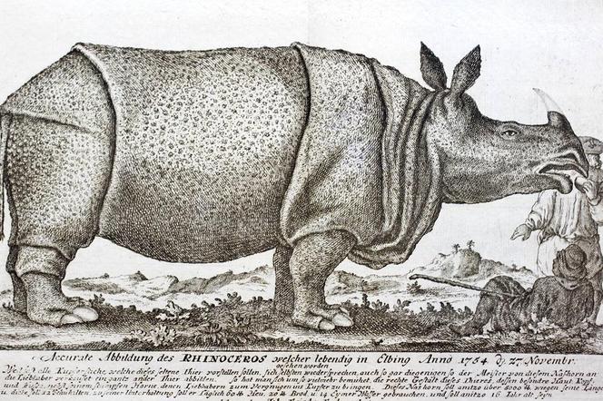 Samica nosoroźca w Elblągu, grafika Enderscha