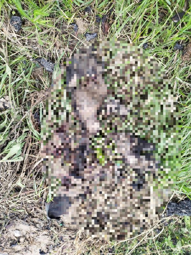 Ślady zbrodni na drodze, spalone ubrania ofiary spod Grójca. Sąsiedzi: "Myśleliśmy, że to mafijne porachunki"