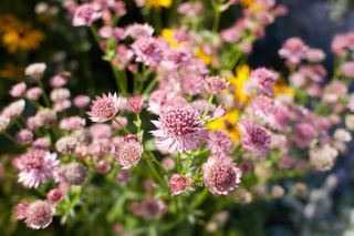 To prawdziwa ogrodowa perełka! Odkryj urok jarzmianki większej - idealnej na zacienione miejsca w ogrodzie