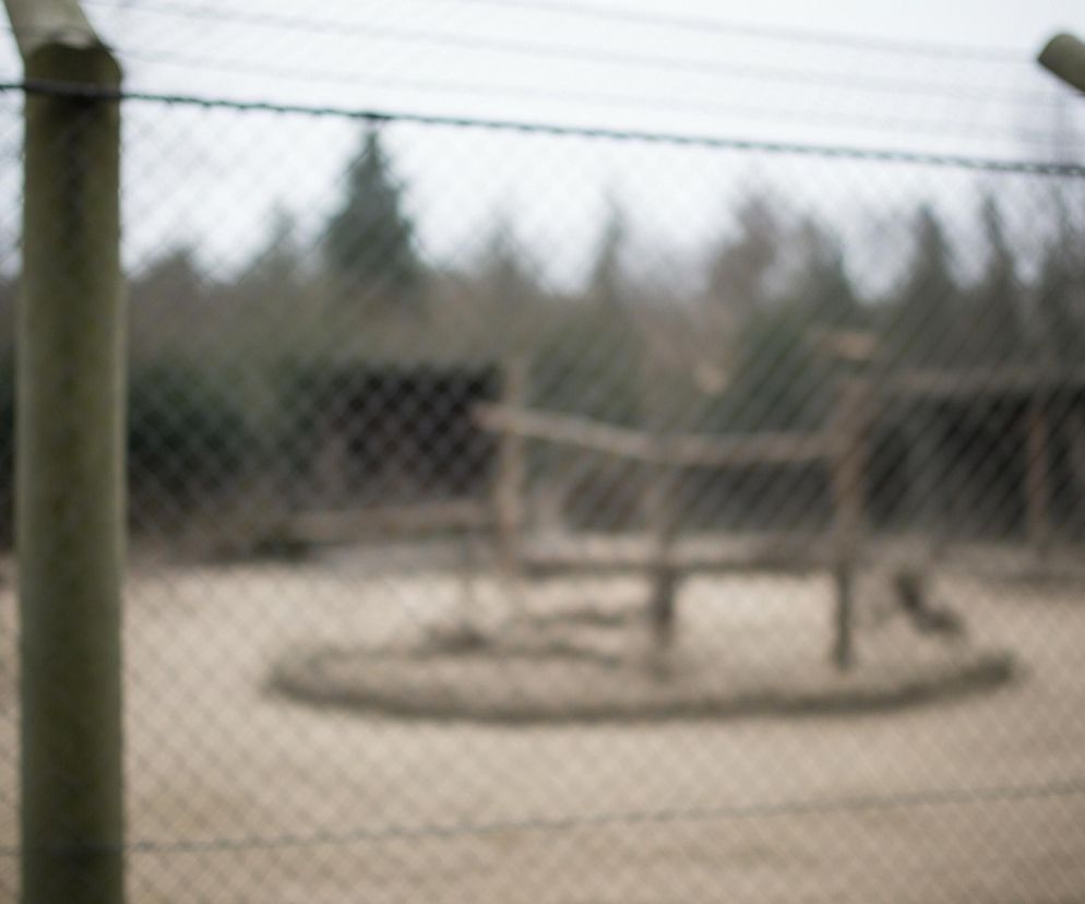 Na pierwszym planie, centralnie, widoczne jest metalowe ogrodzenie z drutu o romboidalnym wzorze, rozciągające się przez całą szerokość kadru. Ogrodzenie podtrzymują dwa pionowe, drewniane słupki, umieszczone po lewej i prawej stronie. Za ogrodzeniem, w rozmytym tle, znajduje się otwarty teren z jasnobrązową ziemią, a dalej zalesiony obszar z ciemnymi, niewyraźnymi drzewami i krzewami pod szarym, zachmurzonym niebem. Na środku terenu widoczna jest okrągła konstrukcja z kilku gałęzi.