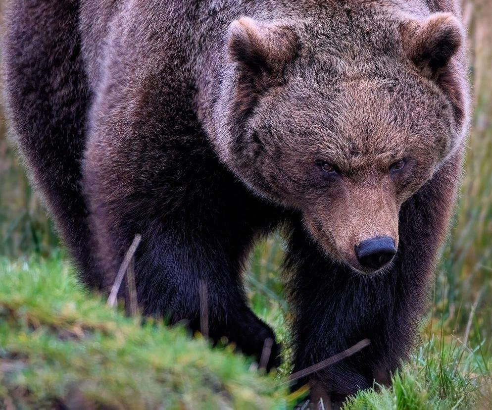 Niedźwiedzie na terenie szkół i przedszkoli? Rzeczywistość bieszczadzkiej gminy Solina