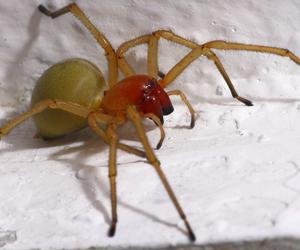 Jadowite pająki, które można spotkać w Polsce