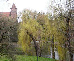 Zielone drzewa i kolorowe kwiaty. W Olsztynie są już pierwsze oznaki wiosny!