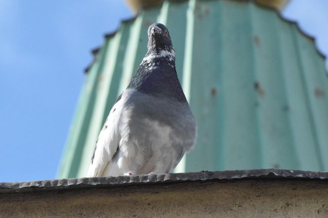 Eksmitują gołębie z "Grubej Kaśki" na czas remontu