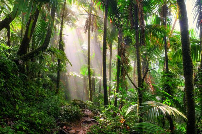 Jaki związek ma wycinanie lasów tropikalnych z koronawirusem?