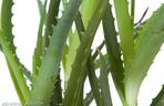 Aloes