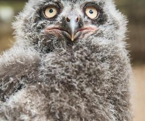 We Wrocławskim zoo wykluły się śnieżnobiałe puchacze. Są rozkoszne!