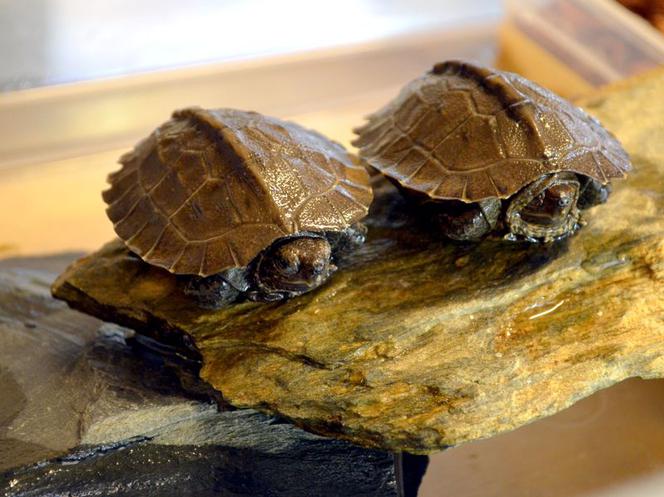 Małe żółwiki z wrocławskiego zoo