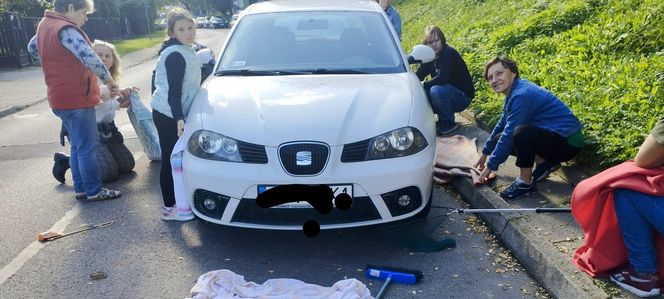 Kot pod maską samochodu w Czechowicach-Dziedzicach. Heroiczna walka fundacji i mieszkańców