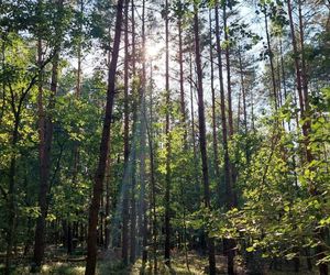 Bydgoski Park Narodowy może powstać. Jest konkretny pomysł 