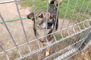 Pełne miłości wzajemności szukające.  Psiaki z Arki polecają się do adopcji 