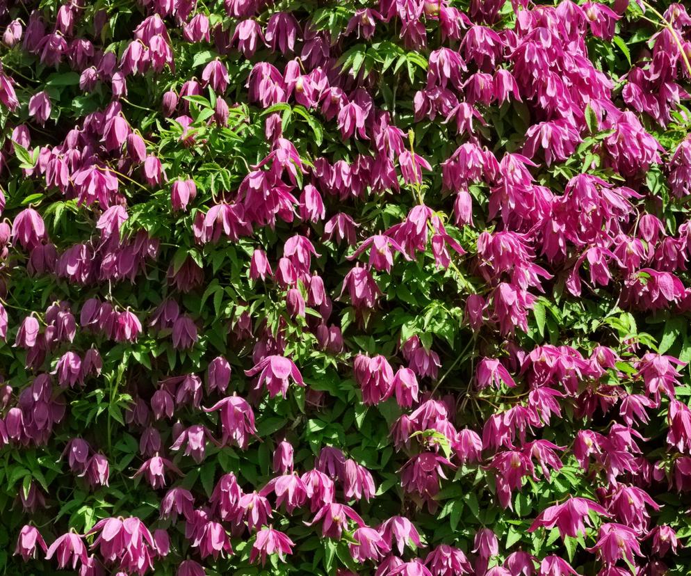 Powojnik 'Constance'