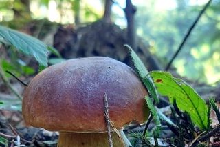 Rozpoczęło się jesienne grzybobranie!