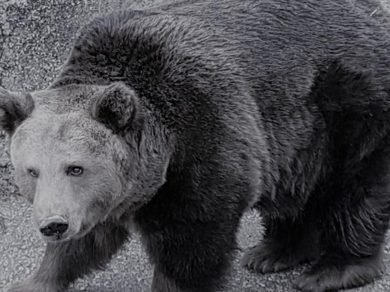 Nie żyje niedźwiedzica z warszawskiego zoo. Stolica żegna Małą