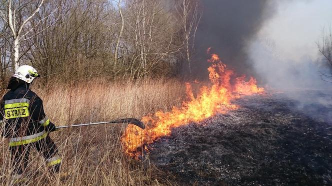 Mieszkańcy Podkarpacia masowo wypalają trawy