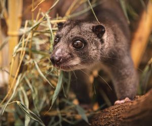 Nocny akrobata z Indonezji zamieszkał we Wrocławiu! Poznajcie nowego lokatora Zoo