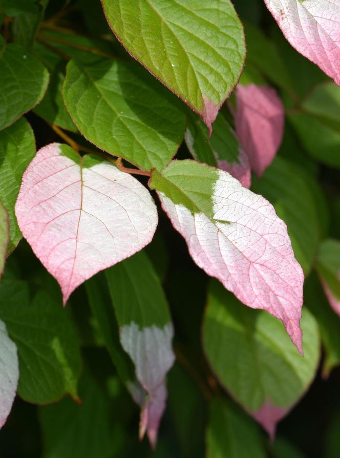 Aktinidia pstrolistna