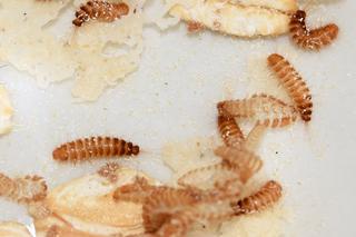 Atak afrykańskich chrząszczy w Warszawie! Są gorsze od moli, uważajcie na ubrania