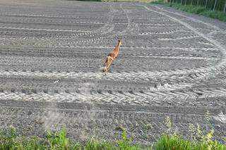 Lubelskie: Sarna utknęła w barierce. Na pomoc ruszyli strażacy! [GALERIA]