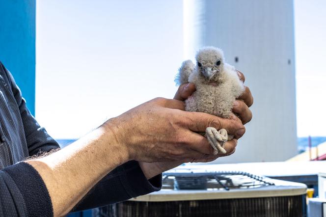 Kolejne sokole pisklęta wykluły się w Elektrowni Bełchatów. Maluchy zostały już zaobrączkowane