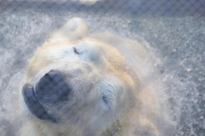 Niedźwiedzie polarne z Warszawskiego ZOO