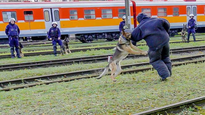 Demolka pociągu w Iławie. Stu policjantów w akcji