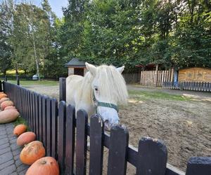 Ogromna Farma Dyniowa w Radawie 