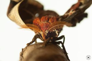 Nietypowa atrakcja turystyczna w Małopolsce. Gromadzą okazy z całego świata 