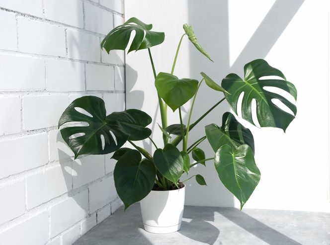 Monstera
