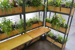 Zielona lauba w Katowicach