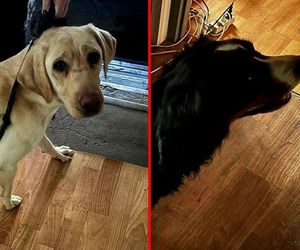 Wstrząsające sceny w Katowicach. Tak kobieta traktowała swoje psy