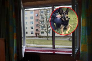 Zaginiony, nieprzytomny 12-latek znaleziony przez psa! Wiadomo, co stało się w domu chłopca