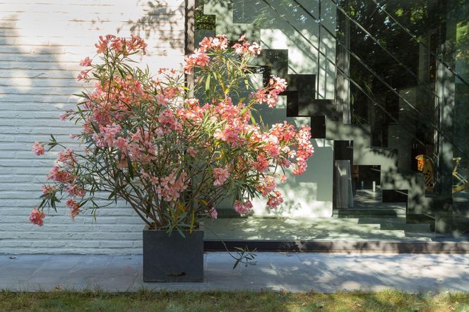 Oleander
