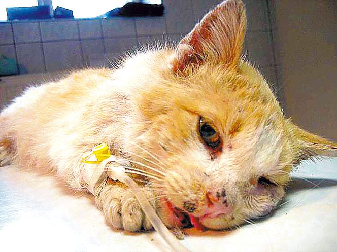 Rzucili kota mrówkom na pożarcie