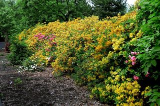 Ogród Botaniczny w Powsinie