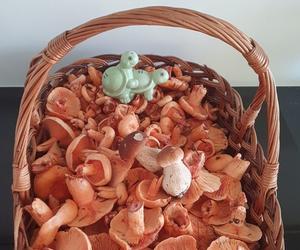 Grzyby w świętokrzyskich lasach