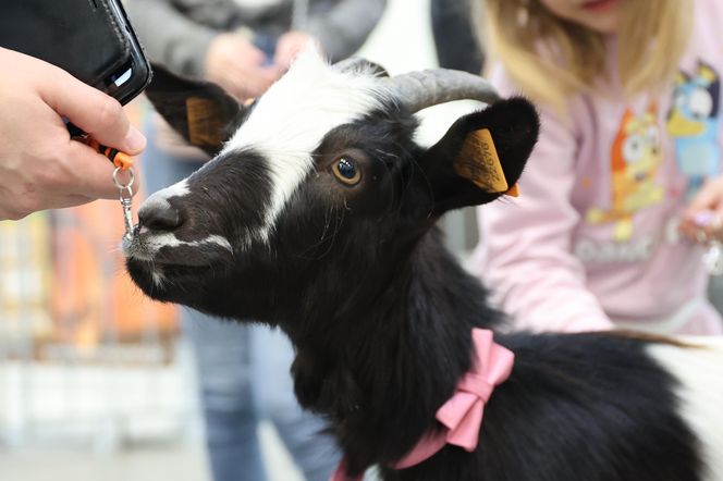 ZooPark ponownie przyciągnął do Targów Lublin tłumy miłośników zwierząt