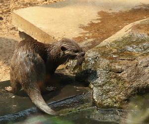 Pokazowe karmienia w Orientarium Zoo Łódź