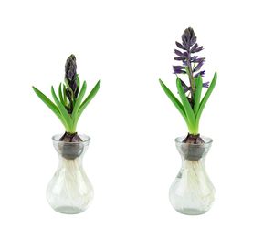 Pędzenie hiacyntów w wodzie