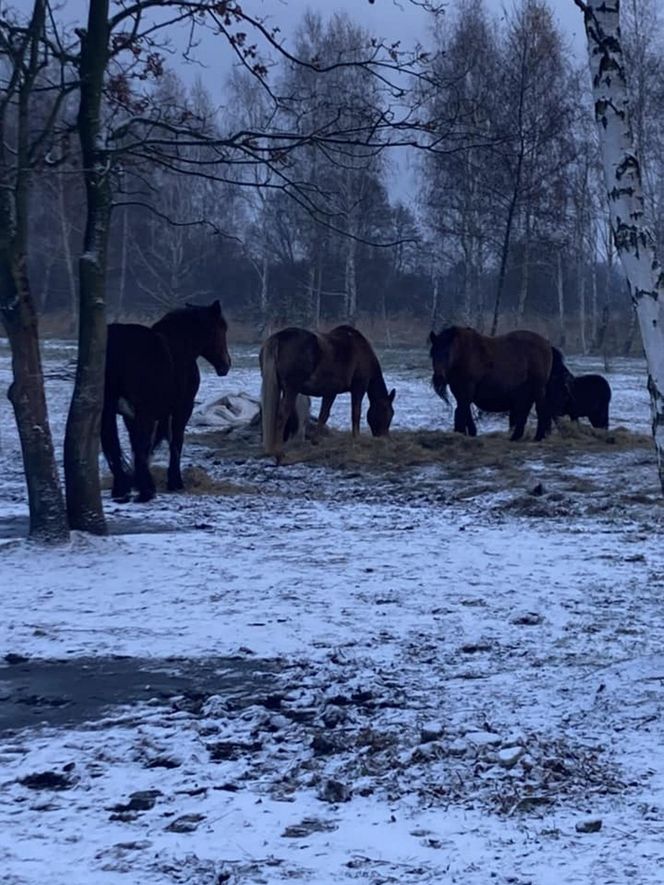 Atak zimy w Polsce. Zasypane miasta na Waszych zdjęciach