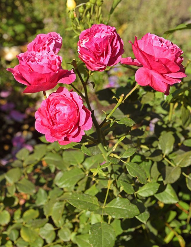 Róża wielokwiatowa 'Kaffe Fassett Rose®'