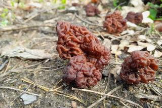 Silnie trująca piestrzenica kasztanowata mylona ze smardzem jadalnym [ZDJĘCIA]