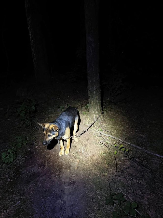 Grześ skazany na śmierć w męczarniach. Bestia przywiązała go do drzewa! "Błagamy o pomoc"
