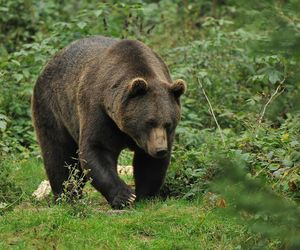 Tragedia na Podkarpaciu. Martwy niedźwiedź z raną postrzałową! Umierał kilka dni